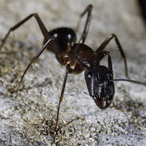 ant infestations