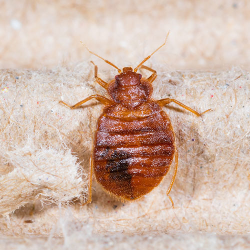 bedbug infestation
