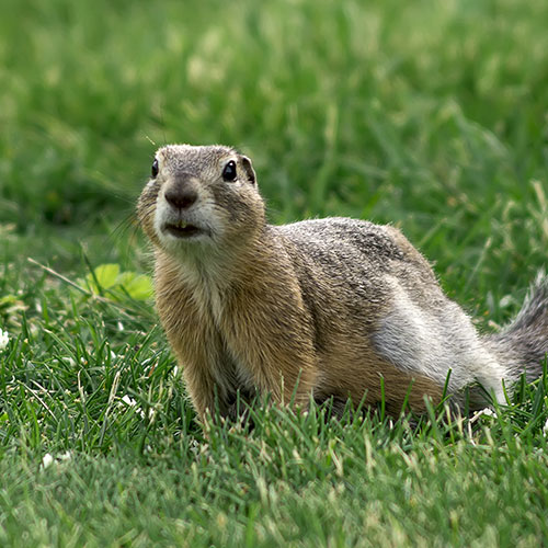 gopher infestation