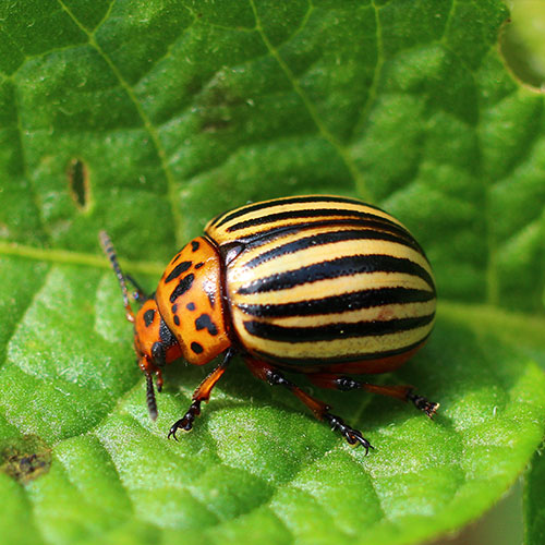 potato bug problem