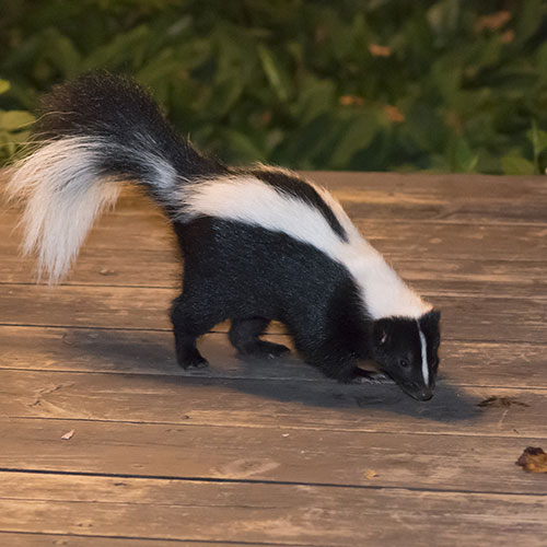 skunk infestation